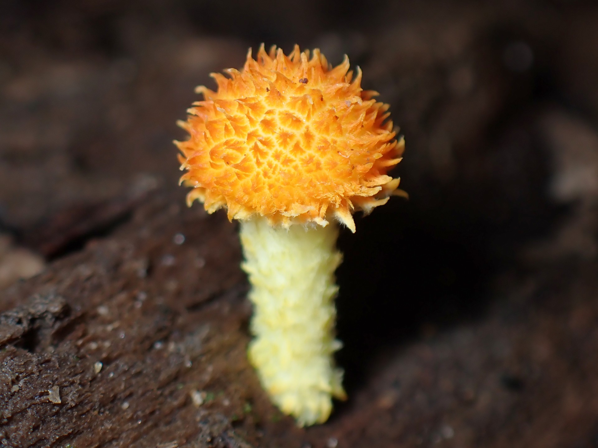 ダイダイガサ の高画質写真です。横浜市で、2024年9月30日に撮影したものです。