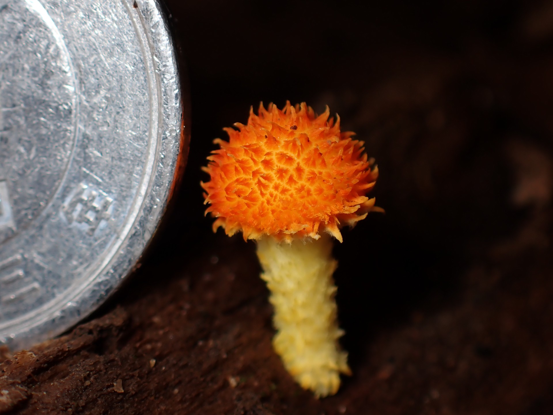 ダイダイガサ の高画質写真です。横浜市で、2024年9月30日に撮影したものです。