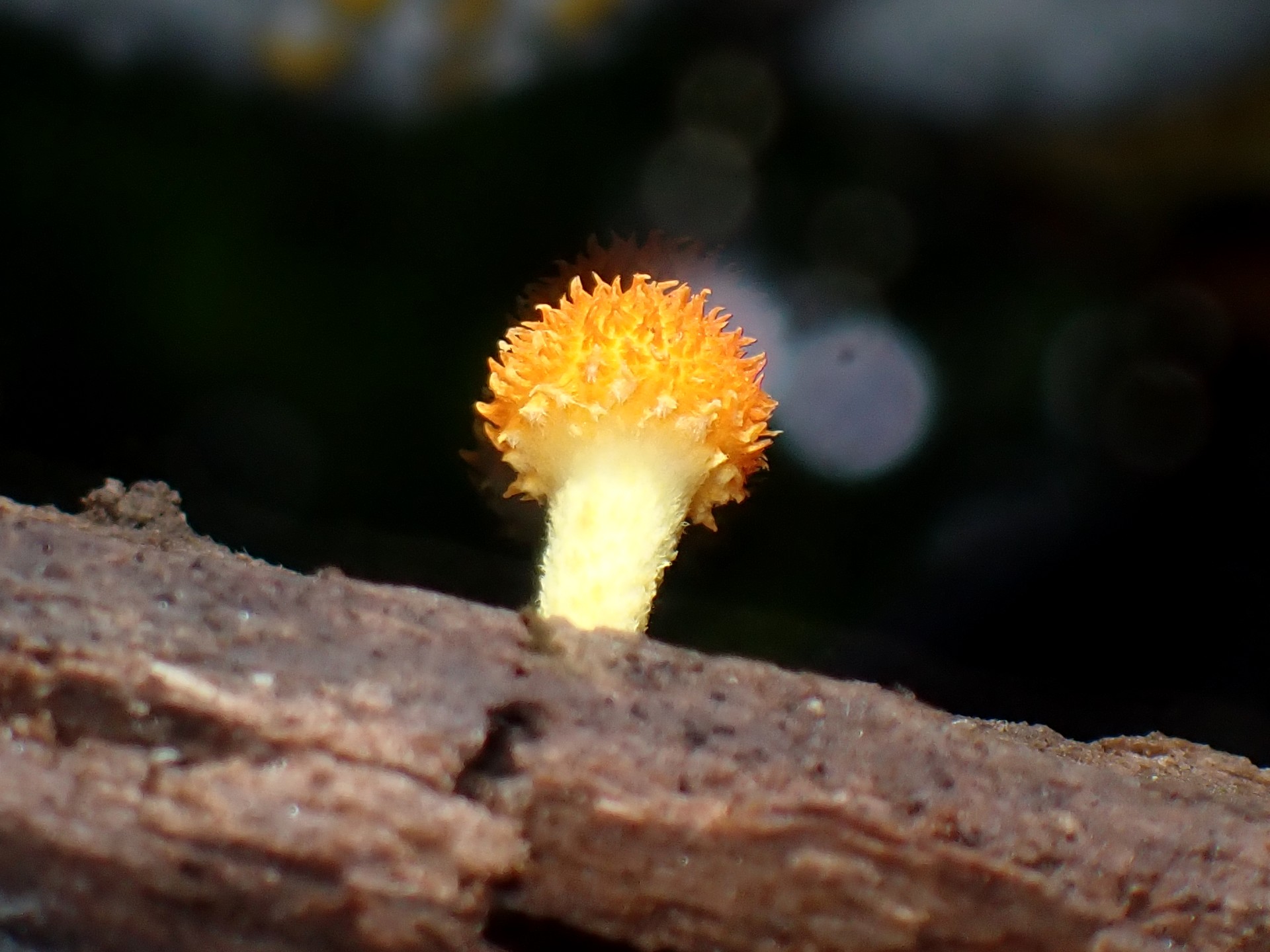 ダイダイガサ の高画質写真です。横浜市で、2024年9月30日に撮影したものです。