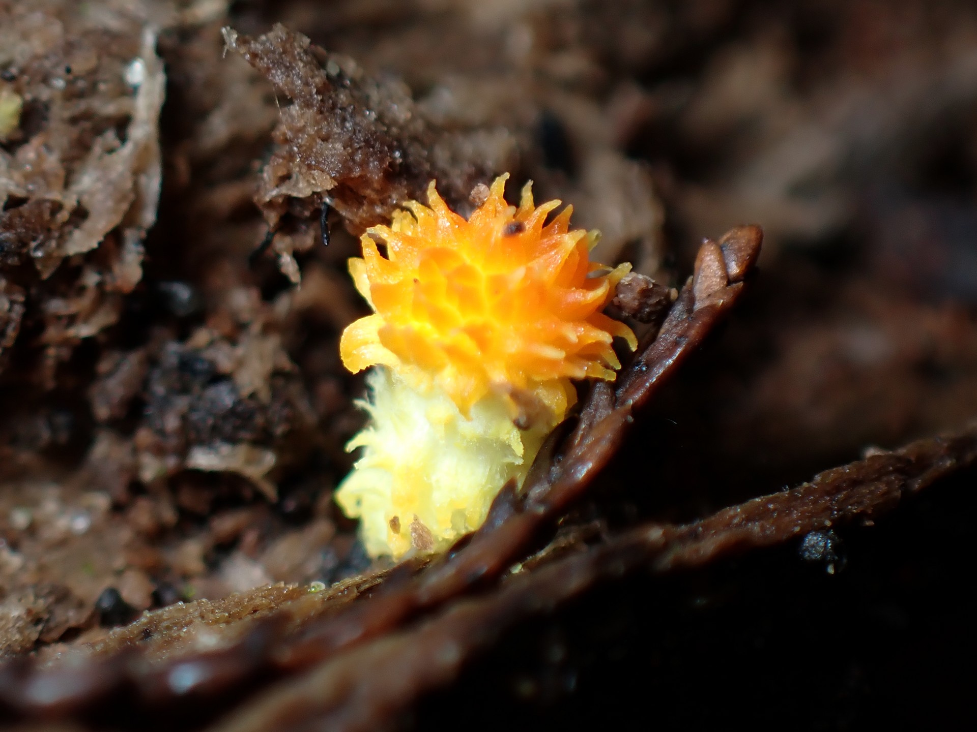 ダイダイガサ の高画質写真です。横浜市で、2024年9月30日に撮影したものです。