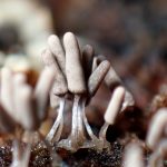 ダテコムラサキホコリ の高画質写真です。横浜市で、2024年9月28日に撮影したものです。