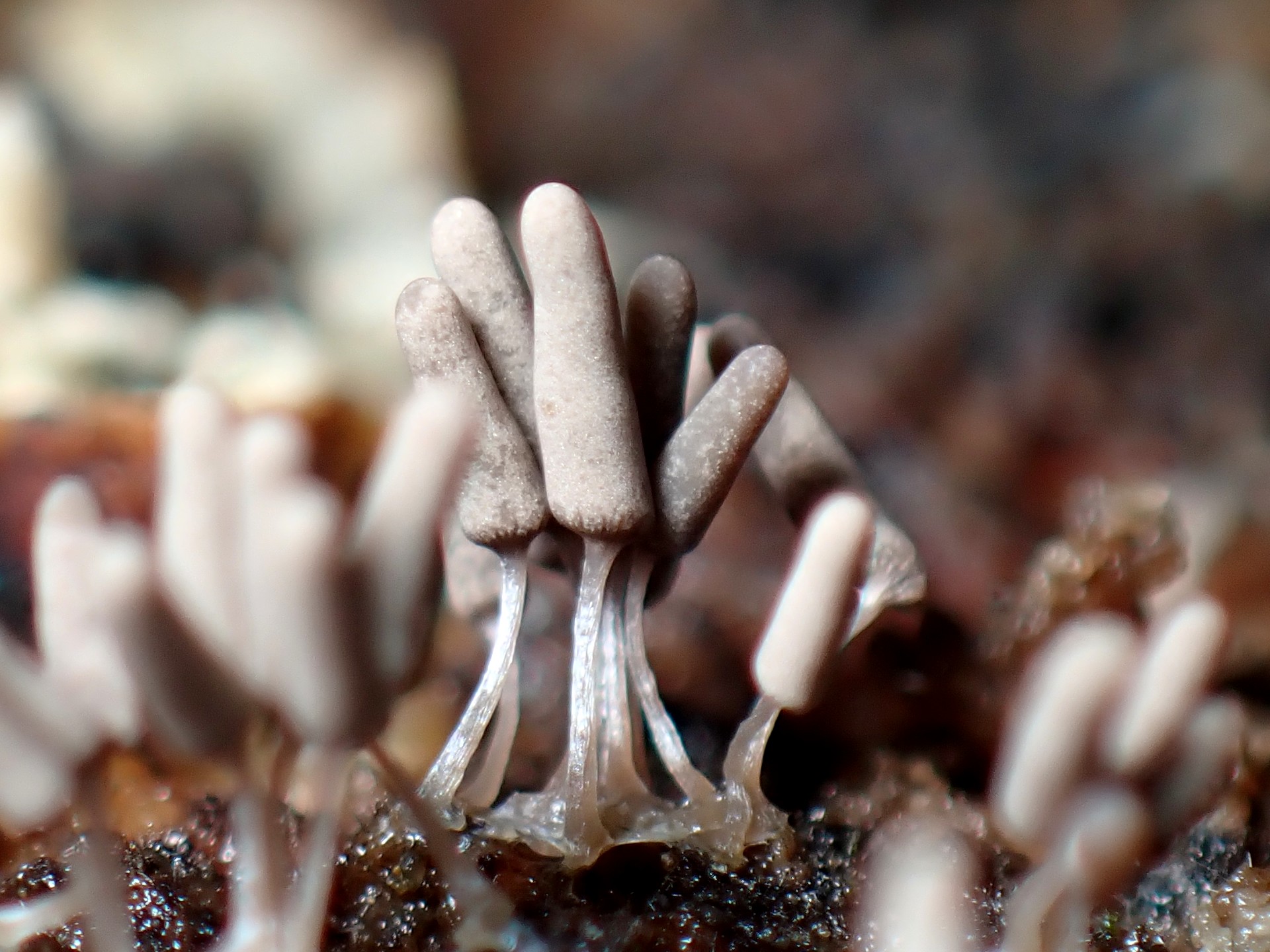 ダテコムラサキホコリ の高画質写真です。横浜市で、2024年9月28日に撮影したものです。