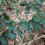 エビネ の高画質写真です。横浜市で、2024年9月25日に撮影したものです。