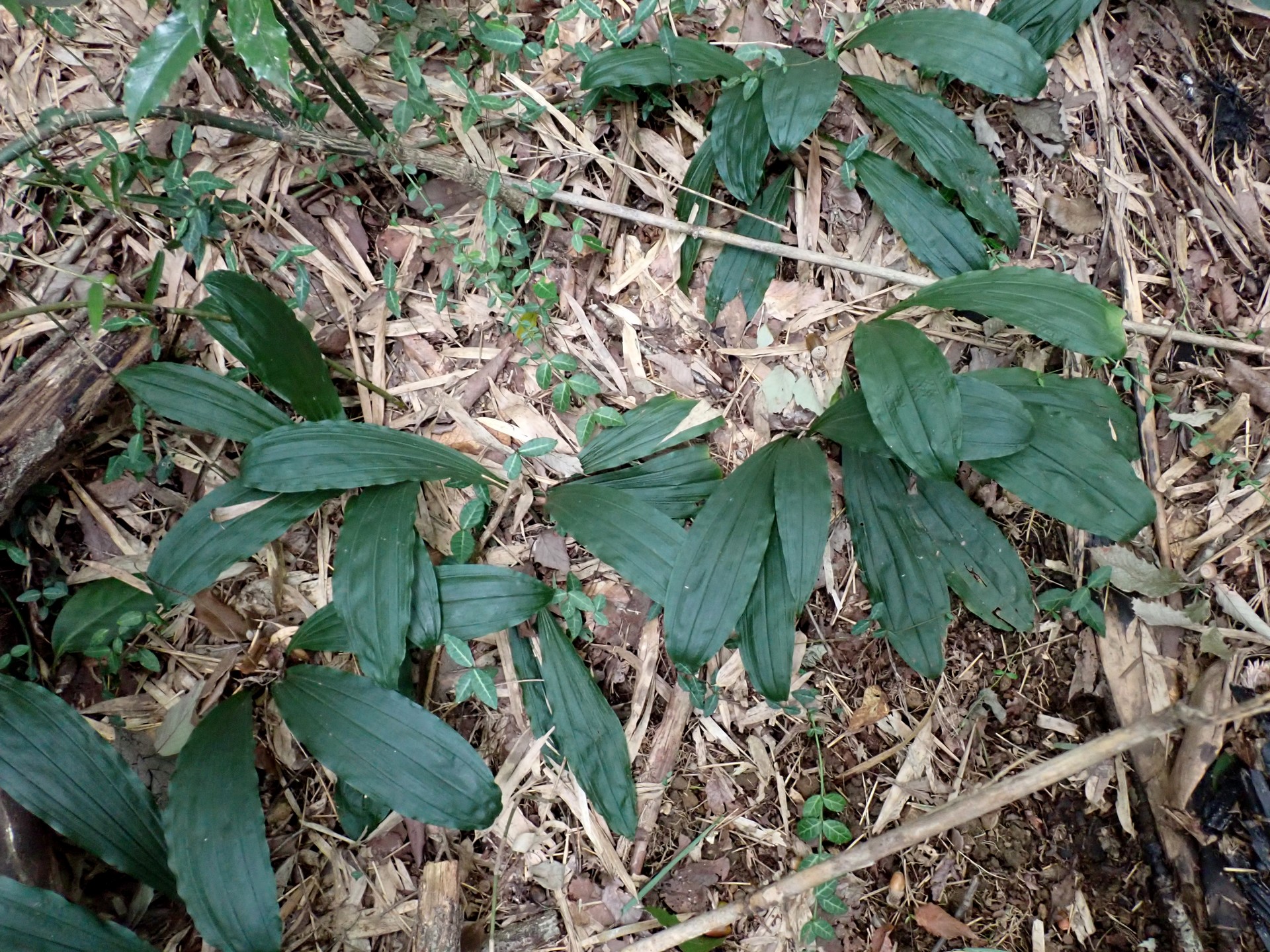 エビネ の高画質写真です。横浜市で、2024年9月25日に撮影したものです。