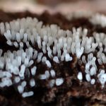 エダナシツノホコリ の高画質写真です。横浜市で、2024年9月23日に撮影したものです。