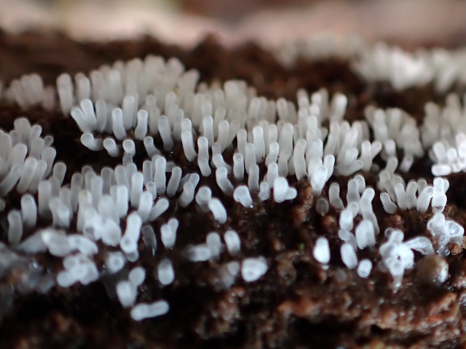 エダナシツノホコリ の高画質写真です。横浜市で、2024年9月23日に撮影したものです。