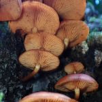 エノキタケ の高画質写真です。横浜市で、2024年9月2日に撮影したものです。