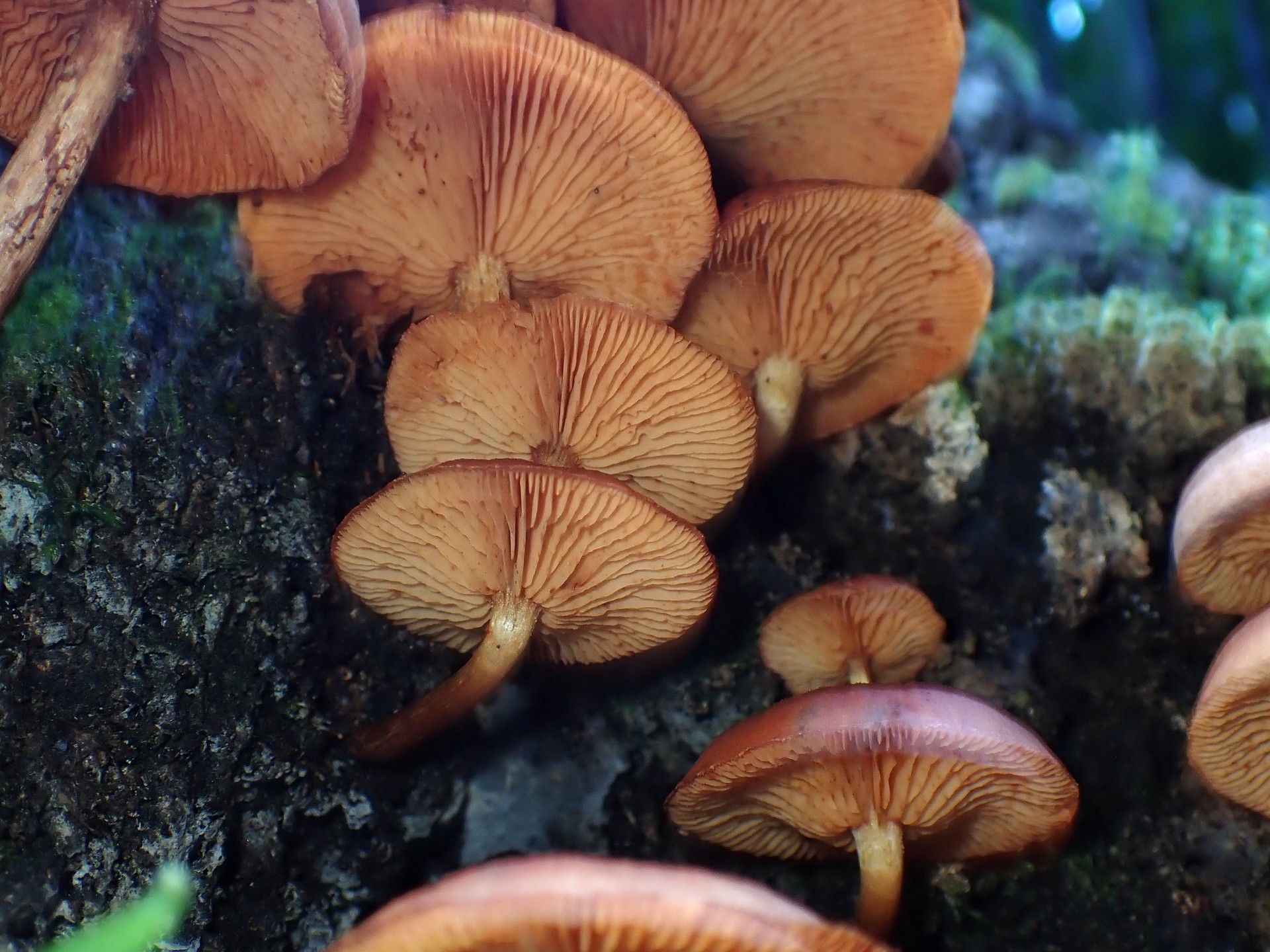 エノキタケ の高画質写真です。横浜市で、2024年9月2日に撮影したものです。