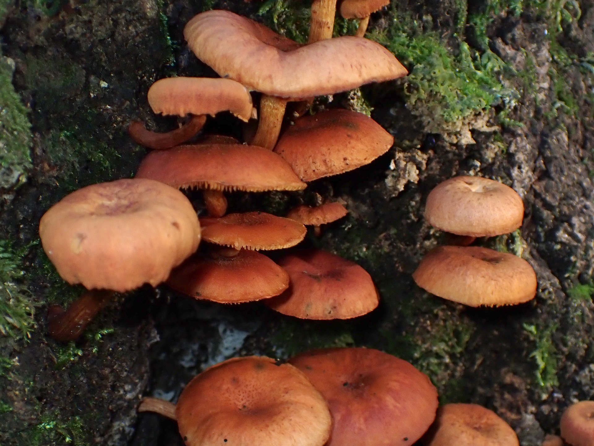 エノキタケ の高画質写真です。横浜市で、2024年9月2日に撮影したものです。