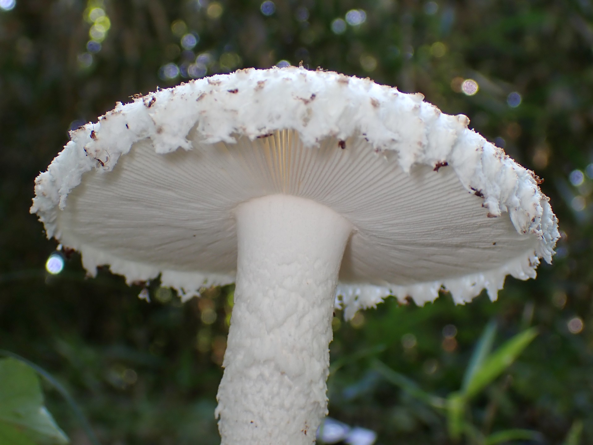 フクロツルタケ の高画質写真です。横浜市で、2024年9月20日に撮影したものです。