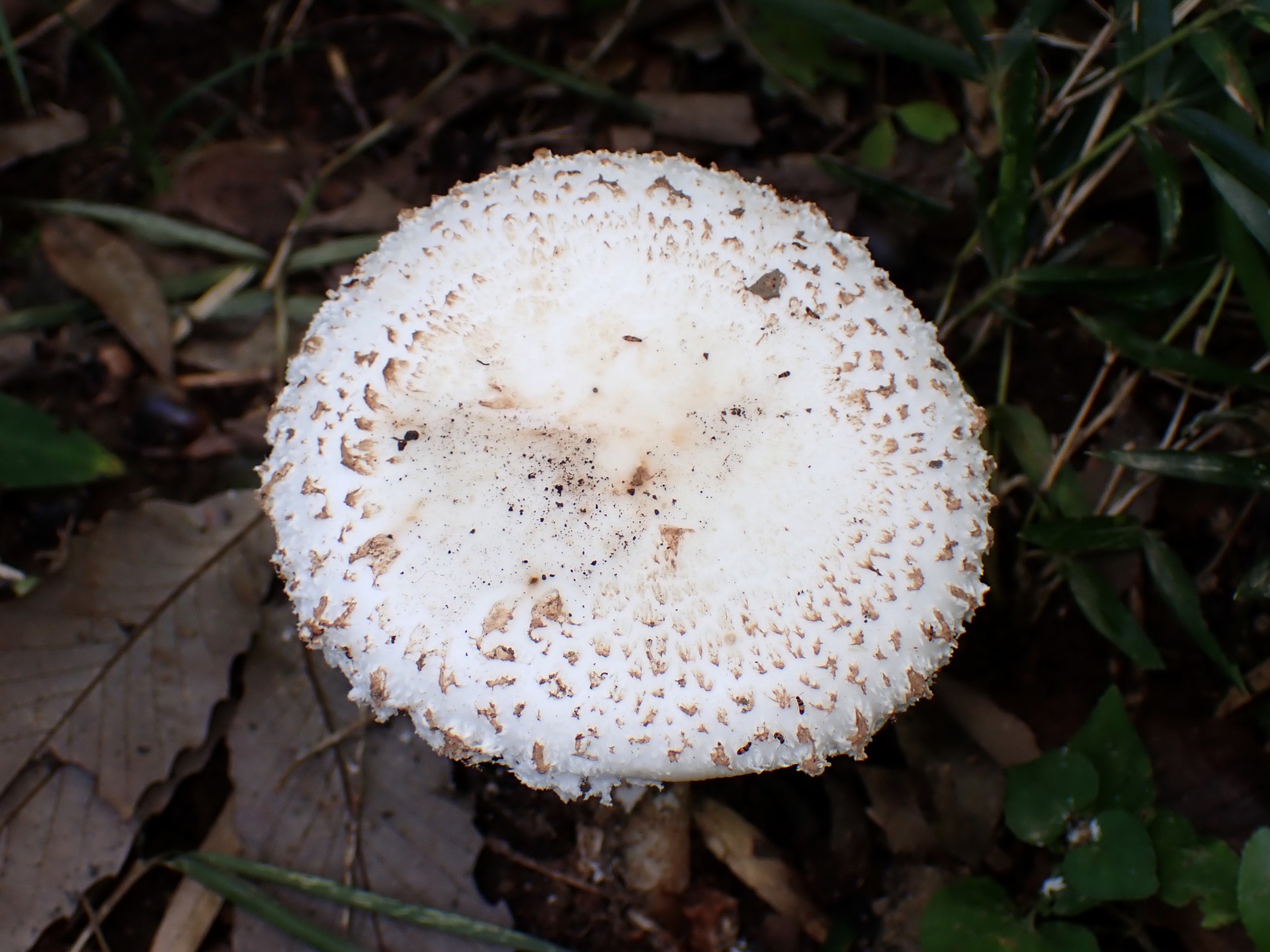 フクロツルタケ の高画質写真です。横浜市で、2024年9月20日に撮影したものです。