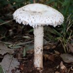 フクロツルタケ の高画質写真です。横浜市で、2024年9月20日に撮影したものです。