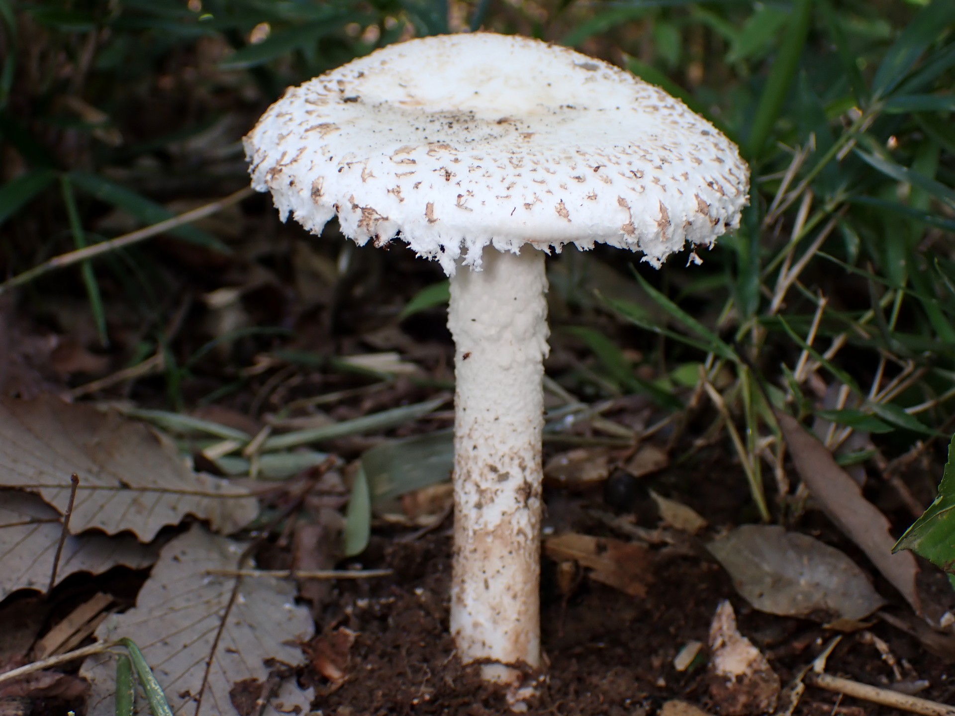 フクロツルタケ の高画質写真です。横浜市で、2024年9月20日に撮影したものです。