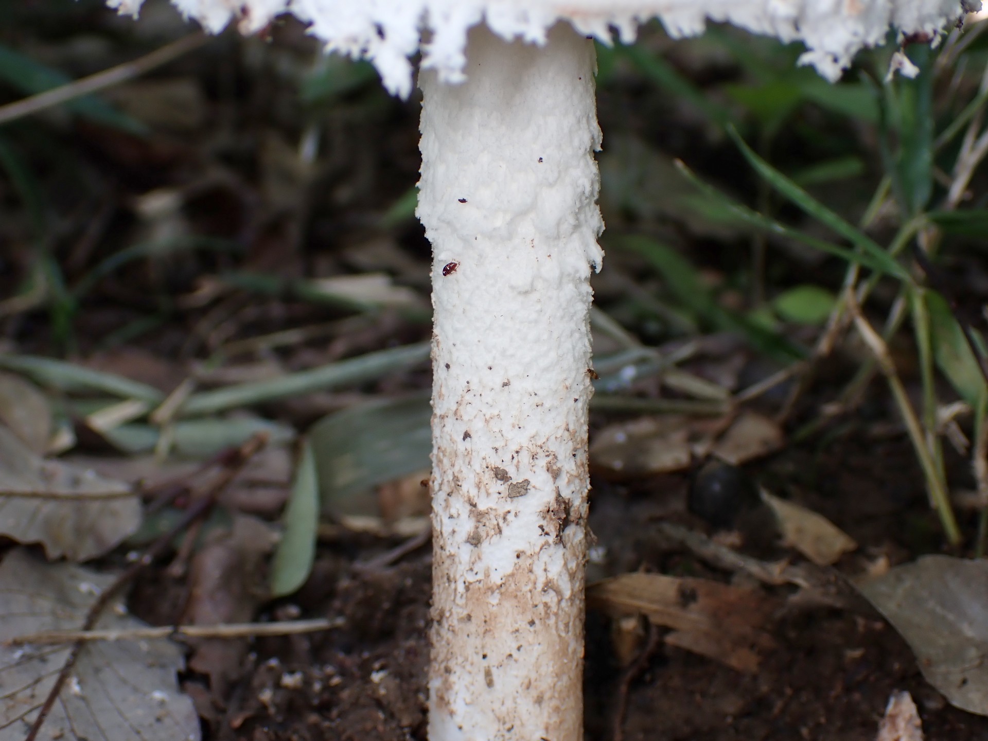 フクロツルタケ の高画質写真です。横浜市で、2024年9月20日に撮影したものです。