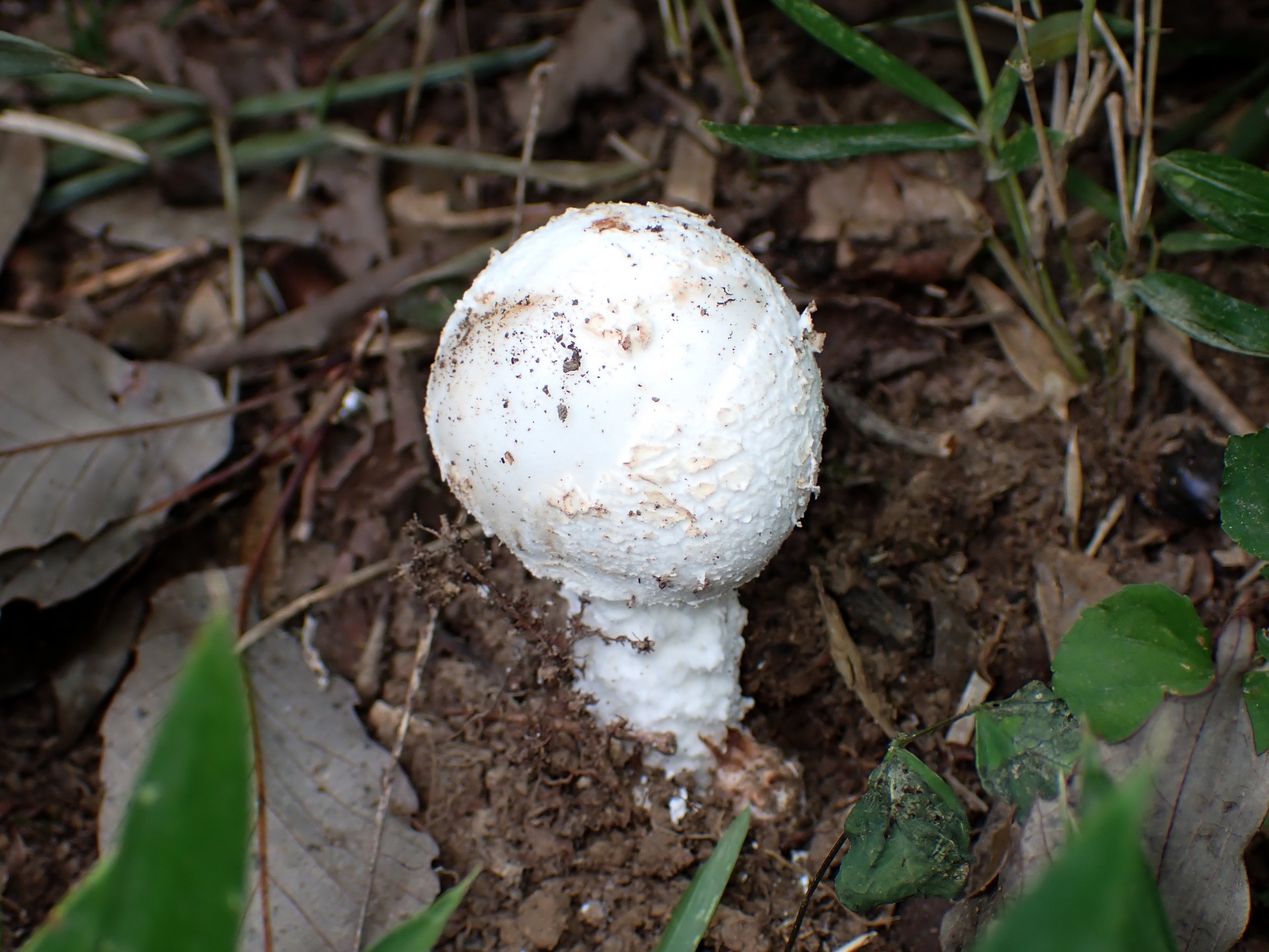 フクロツルタケ の高画質写真です。横浜市で、2024年9月19日に撮影したものです。