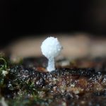 不明菌 の高画質写真です。横浜市で、2024年9月28日に撮影したものです。