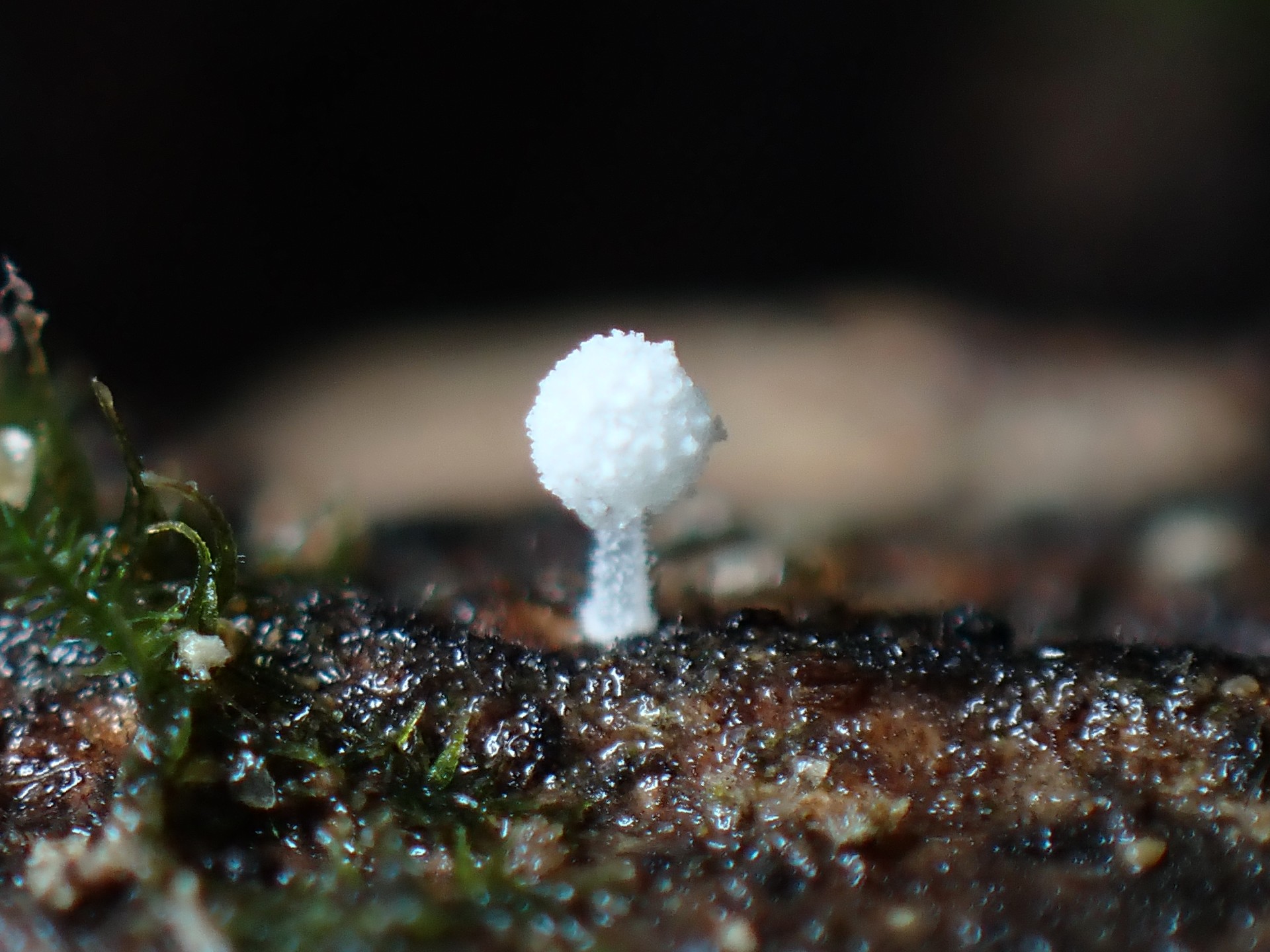 不明菌 の高画質写真です。横浜市で、2024年9月28日に撮影したものです。