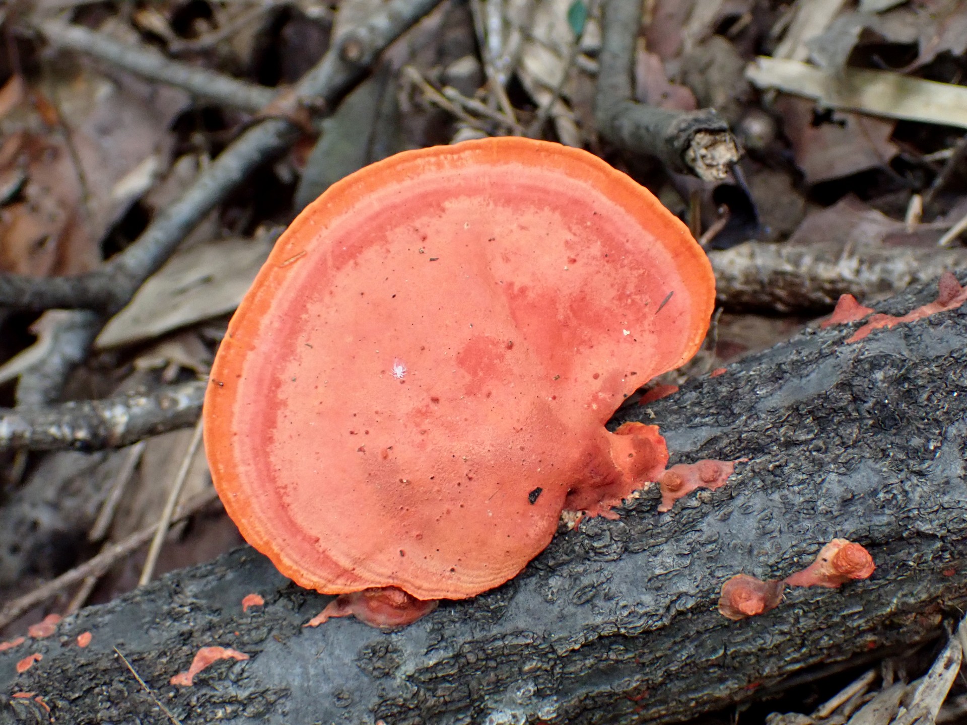 ヒイロタケ の高画質写真です。横浜市で、2024年9月25日に撮影したものです。