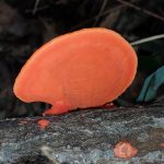 ヒイロタケ の高画質写真です。横浜市で、2024年9月25日に撮影したものです。