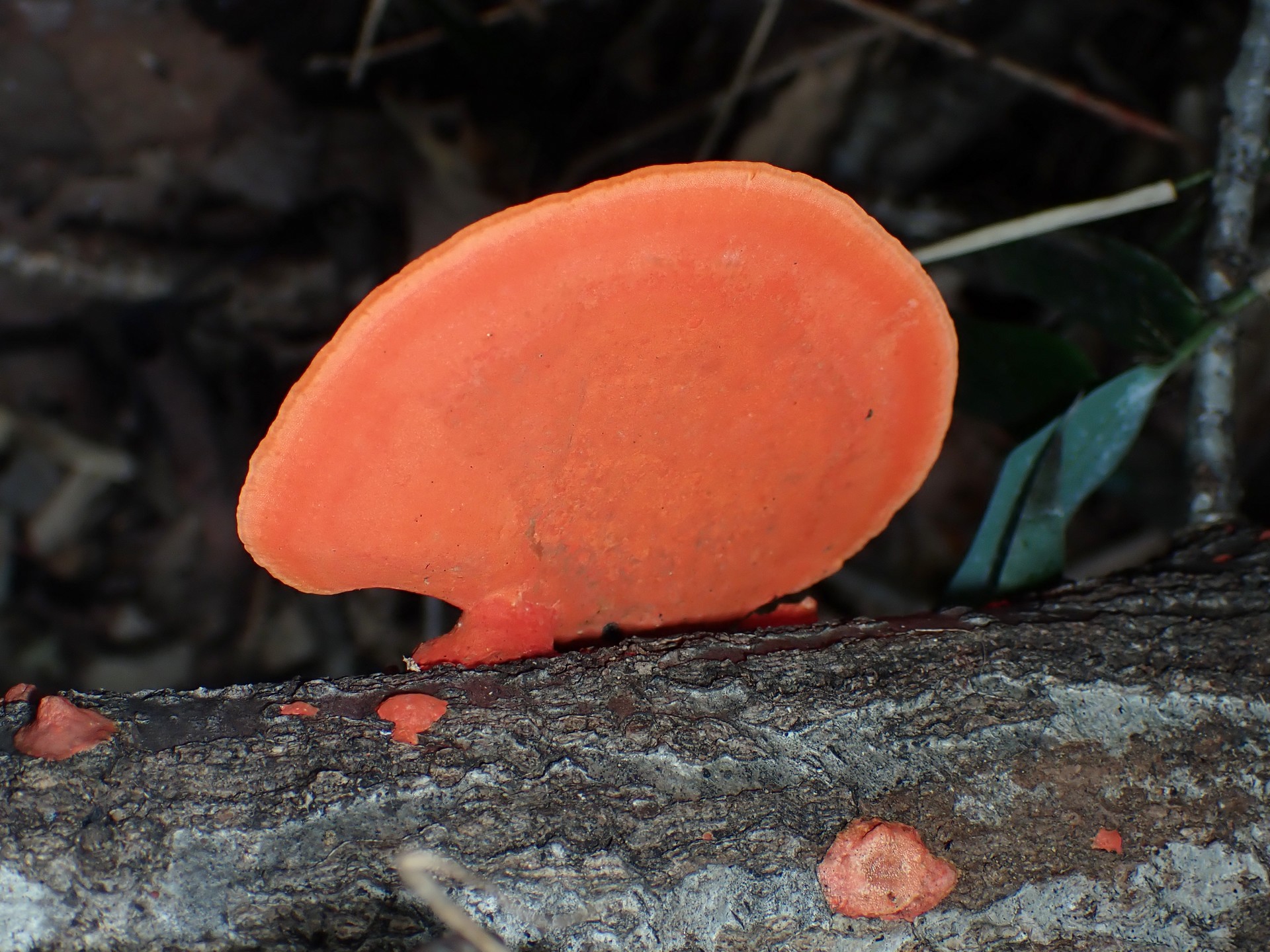 ヒイロタケ の高画質写真です。横浜市で、2024年9月25日に撮影したものです。