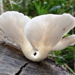 ヒラタケ の高画質写真です。横浜市で、2024年9月23日に撮影したものです。