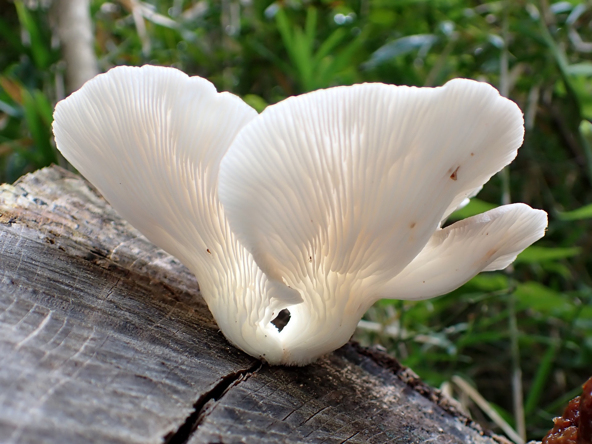 ヒラタケ の高画質写真です。横浜市で、2024年9月23日に撮影したものです。