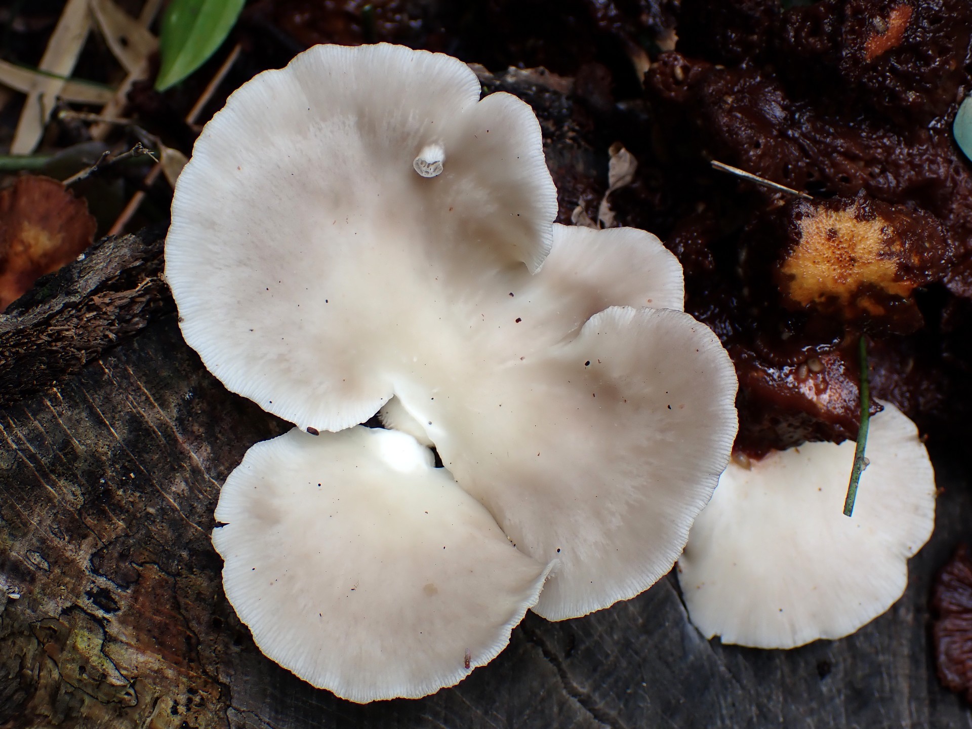 ヒラタケ の高画質写真です。横浜市で、2024年9月23日に撮影したものです。