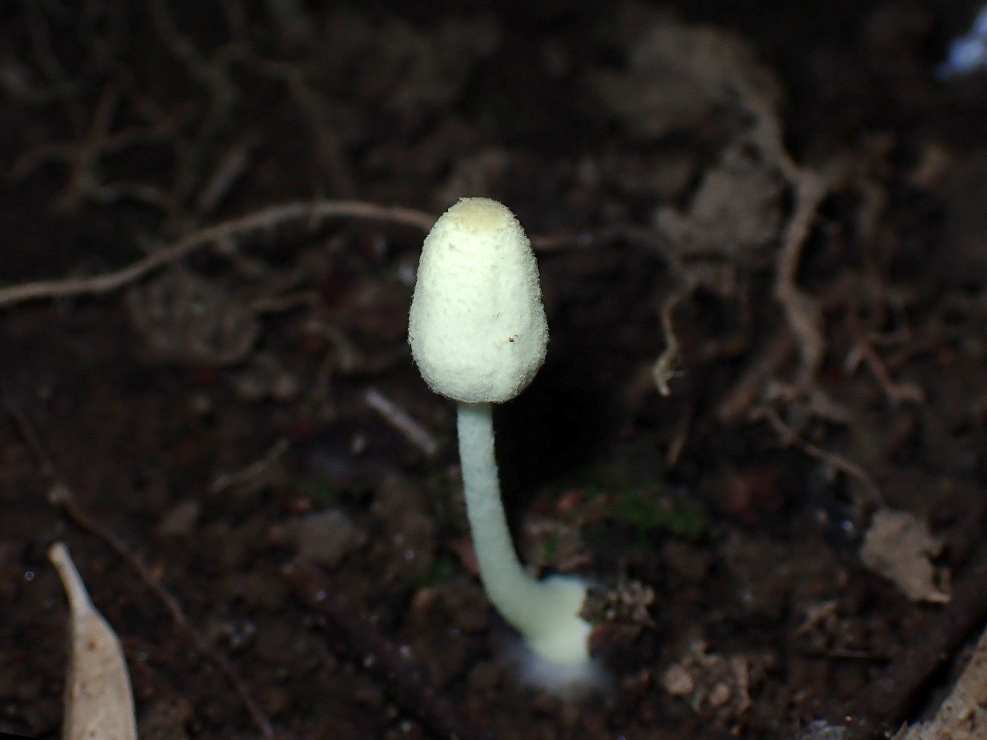 ヒトヨタケの仲間 の高画質写真です。横浜市で、2024年9月5日に撮影したものです。