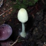 ヒトヨタケの仲間 の高画質写真です。横浜市で、2024年9月5日に撮影したものです。