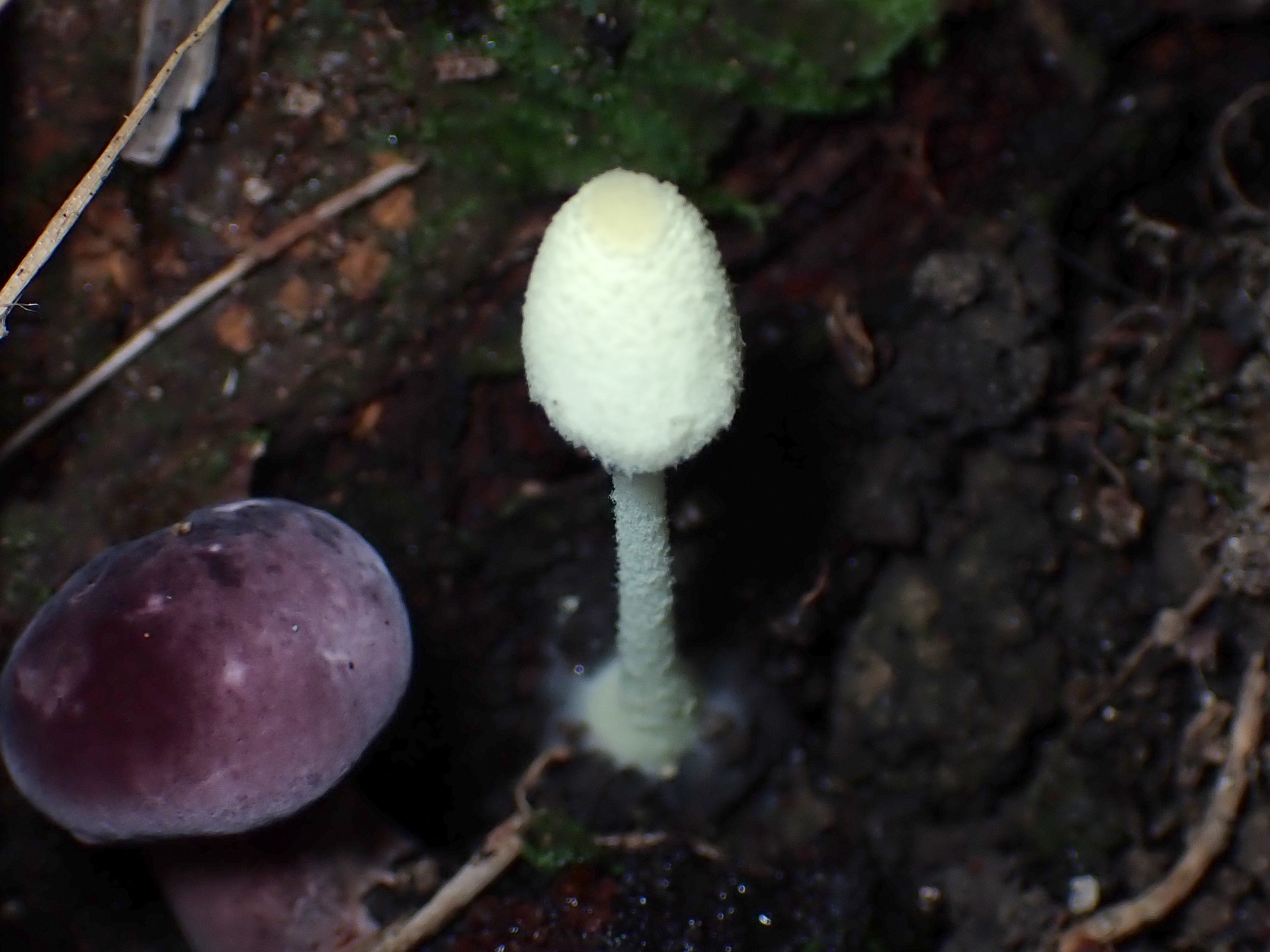 ヒトヨタケの仲間 の高画質写真です。横浜市で、2024年9月5日に撮影したものです。
