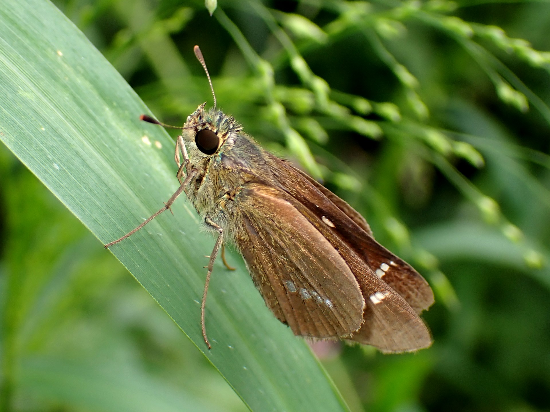イチモンジセセリ の高画質写真です。横浜市で、2024年9月28日に撮影したものです。