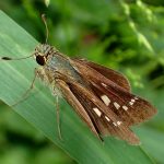 イチモンジセセリ の高画質写真です。横浜市で、2024年9月28日に撮影したものです。