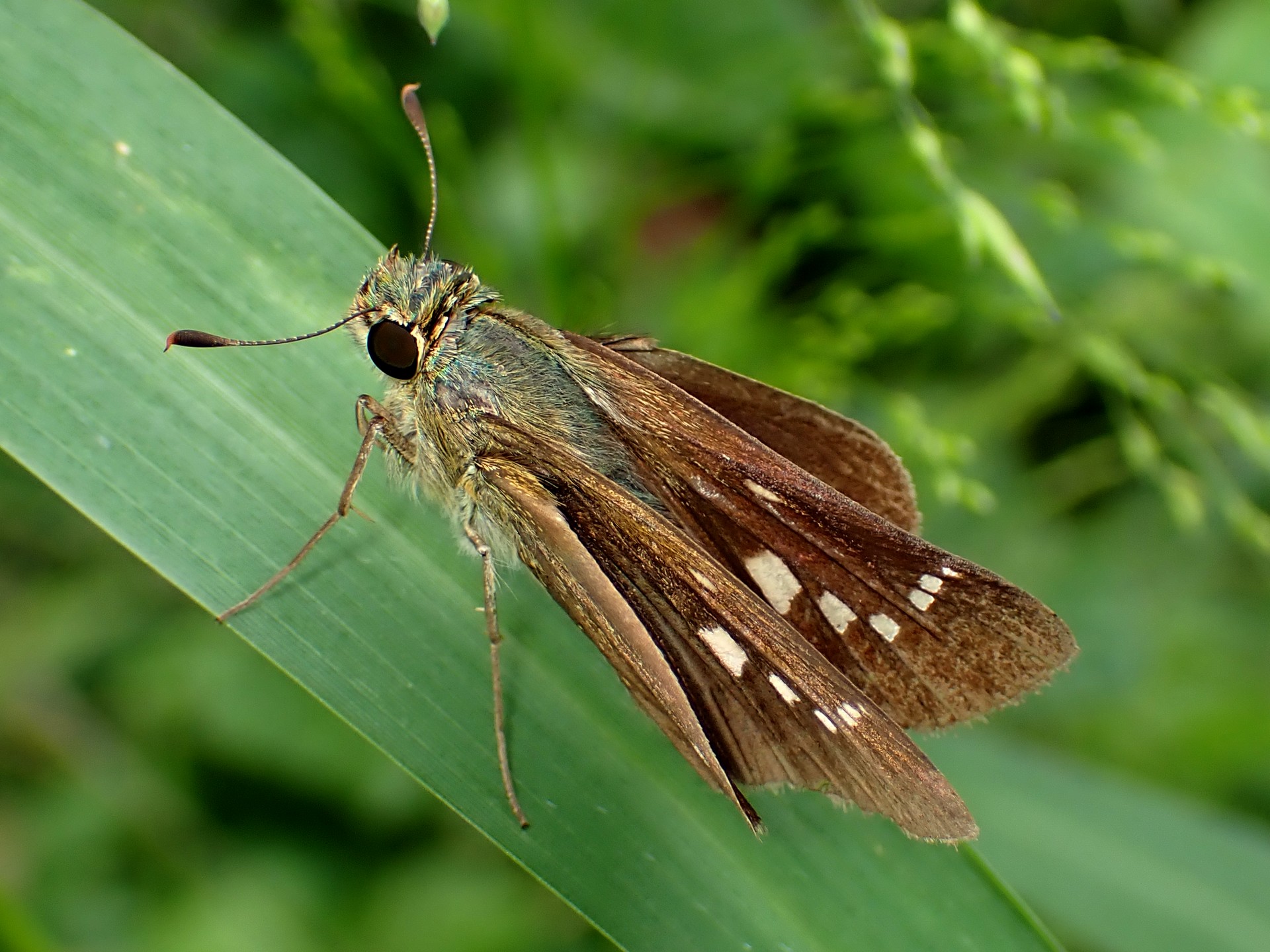 イチモンジセセリ の高画質写真です。横浜市で、2024年9月28日に撮影したものです。