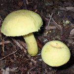 キイロイグチ の高画質写真です。横浜市で、2024年9月11日に撮影したものです。