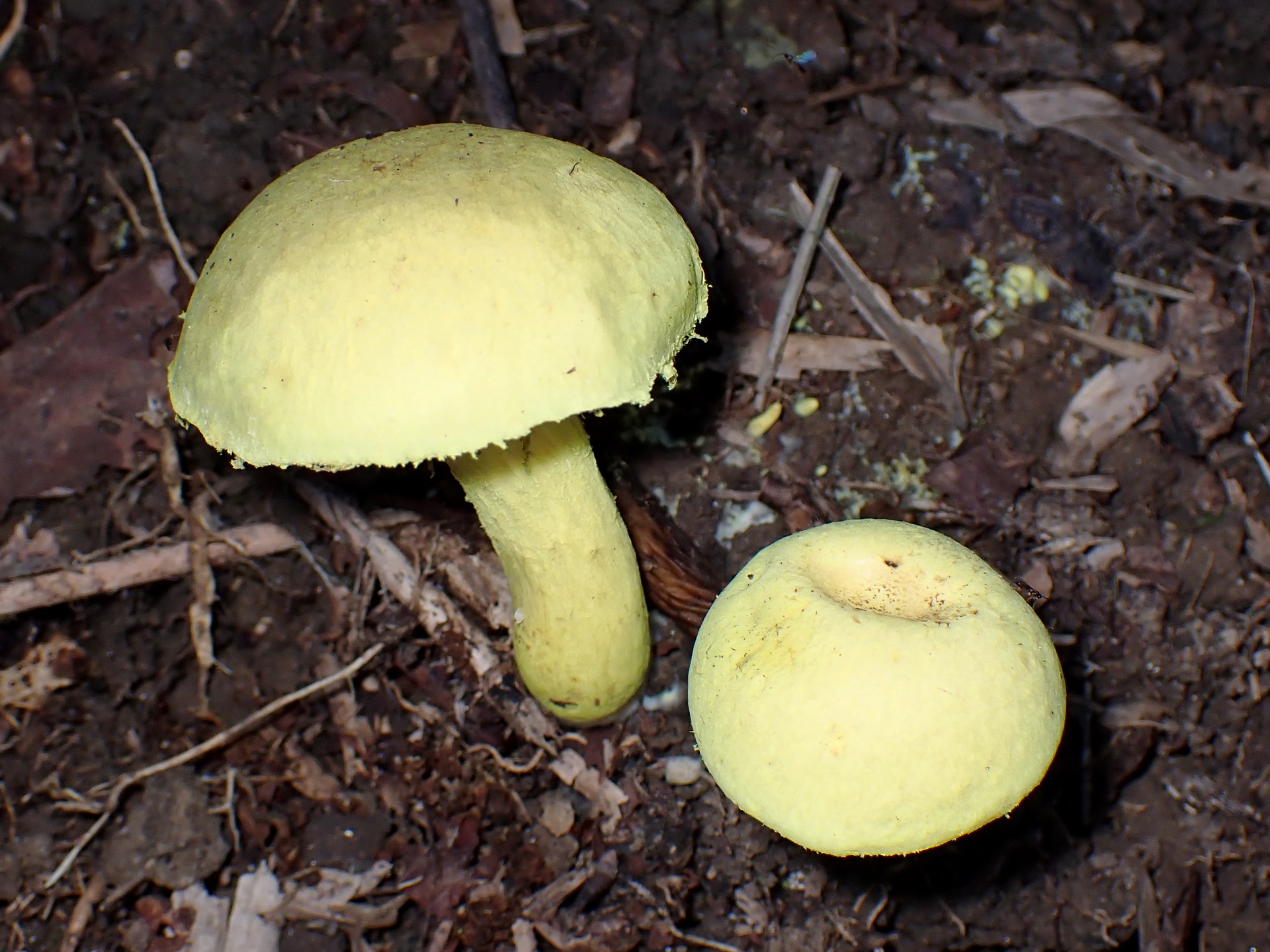 キイロイグチ の高画質写真です。横浜市で、2024年9月11日に撮影したものです。