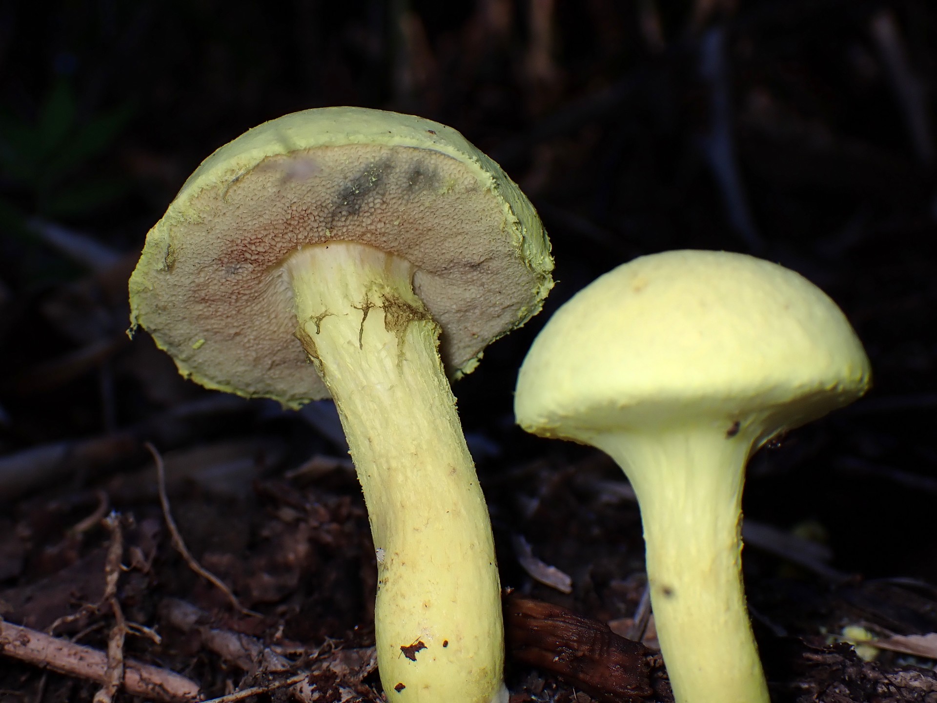 キイロイグチ の高画質写真です。横浜市で、2024年9月11日に撮影したものです。