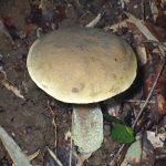 イグチの仲間 の高画質写真です。横浜市で、2024年9月3日に撮影したものです。