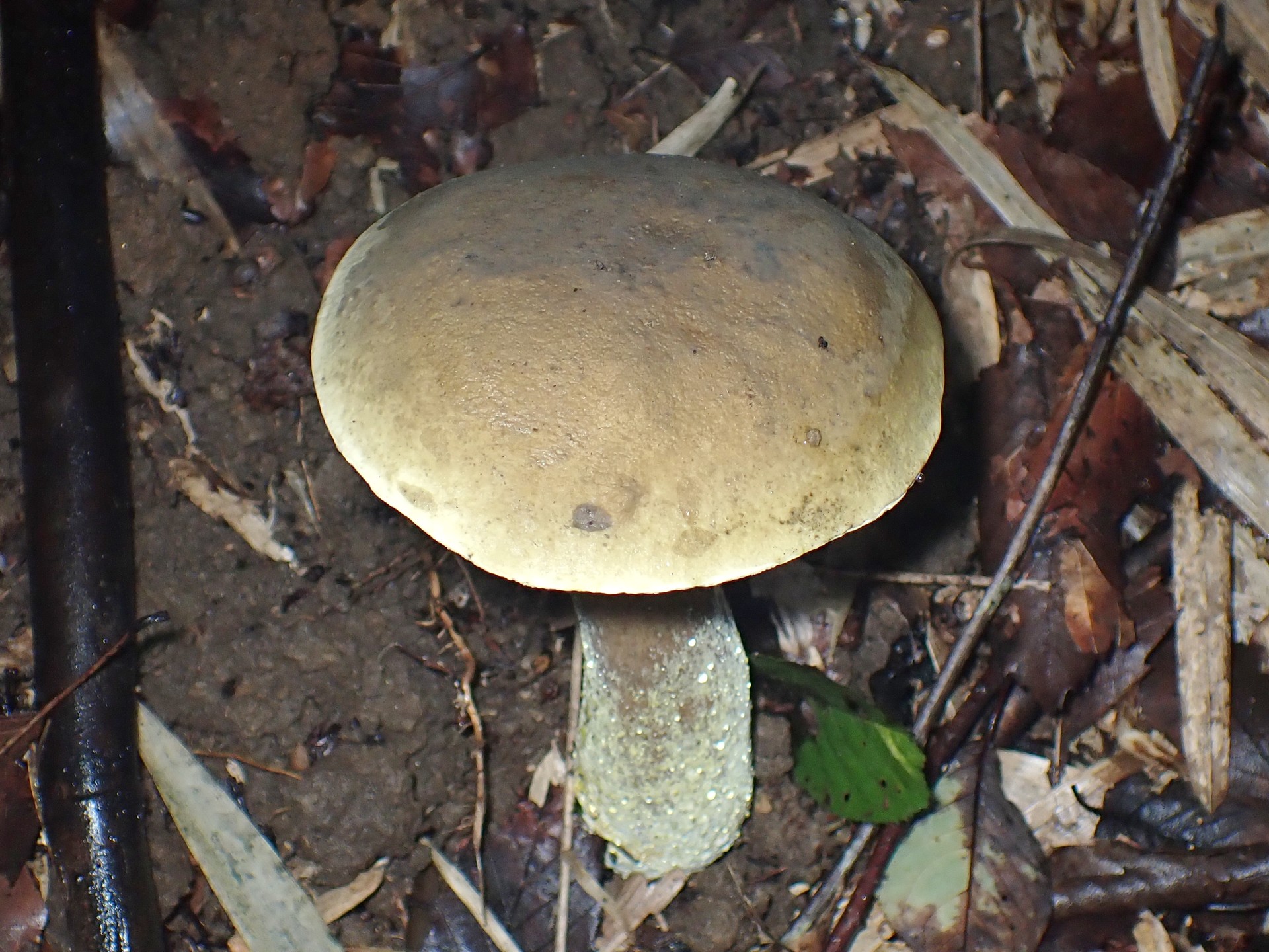 イグチの仲間 の高画質写真です。横浜市で、2024年9月3日に撮影したものです。