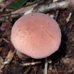 イグチの仲間 の高画質写真です。横浜市で、2024年9月7日に撮影したものです。