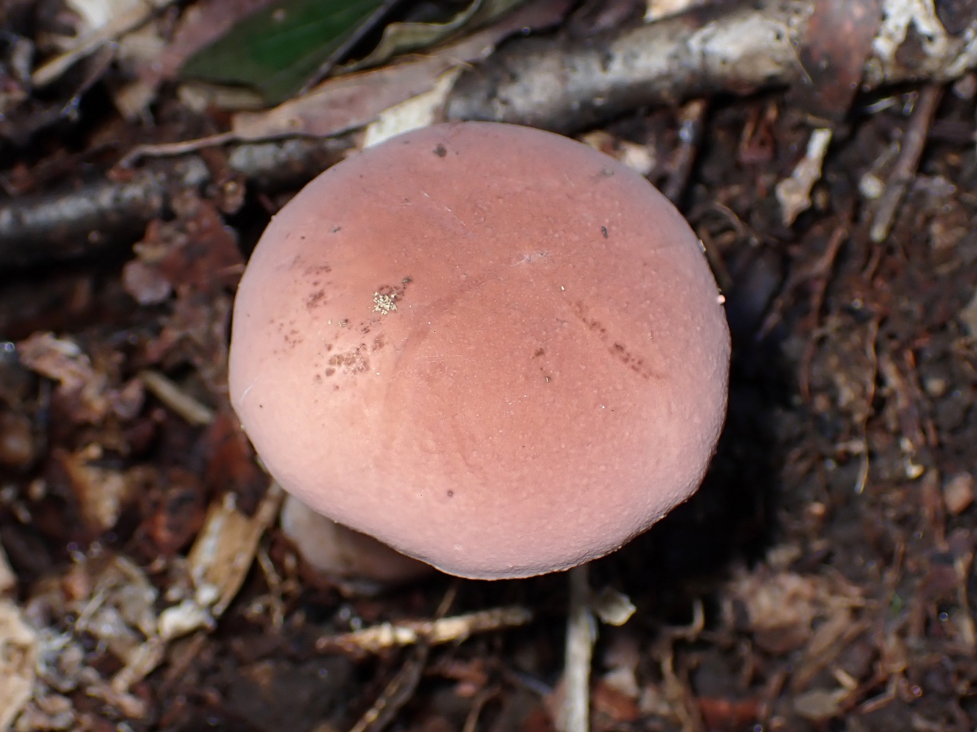 イグチの仲間 の高画質写真です。横浜市で、2024年9月7日に撮影したものです。