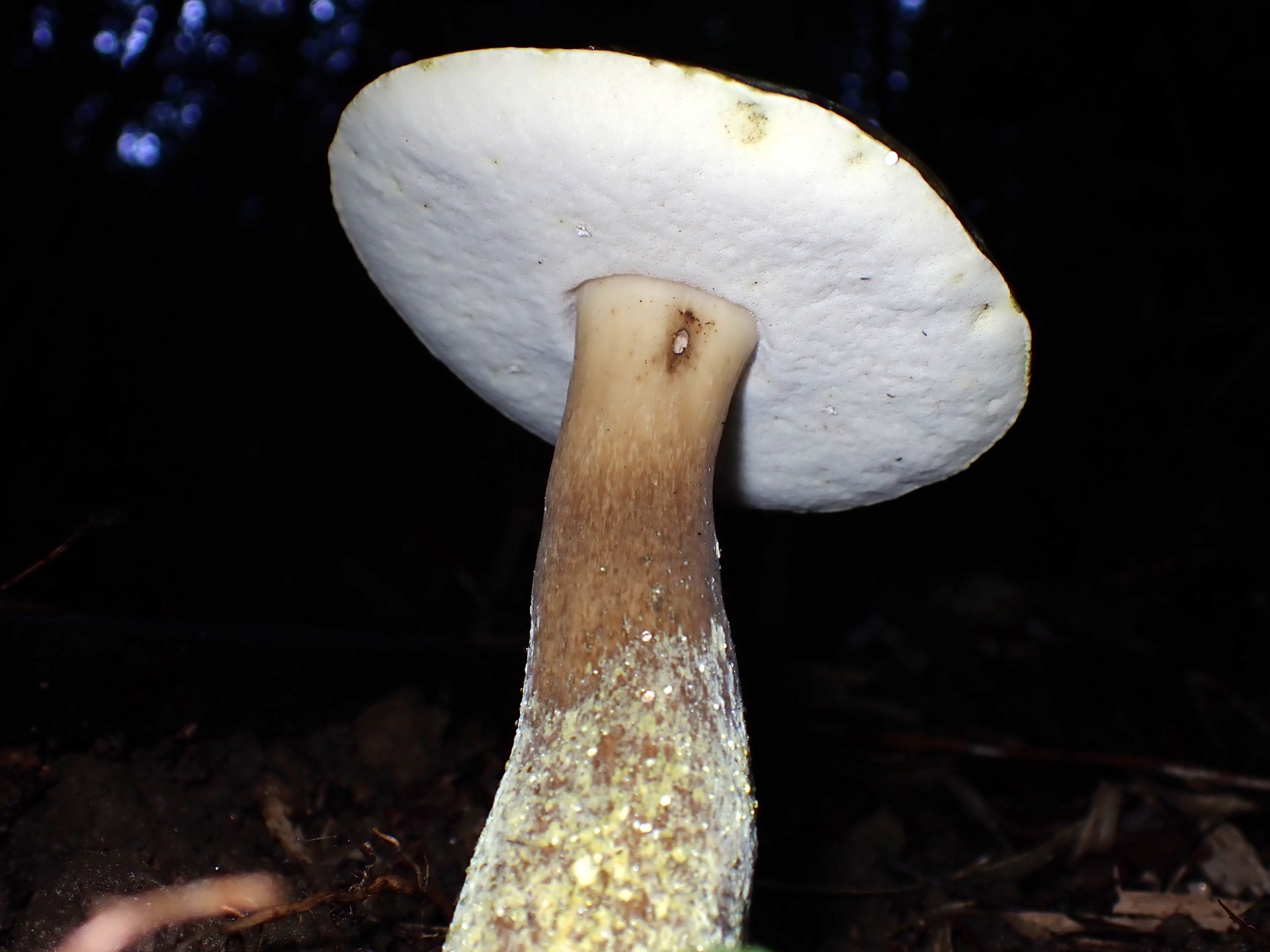 イグチの仲間 の高画質写真です。横浜市で、2024年9月3日に撮影したものです。