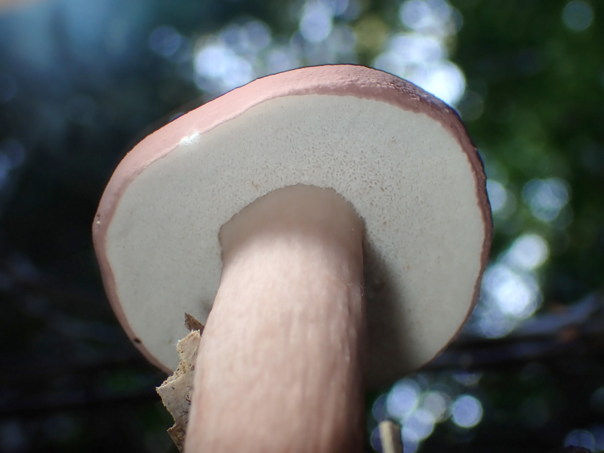 イグチの仲間 の高画質写真です。横浜市で、2024年9月7日に撮影したものです。