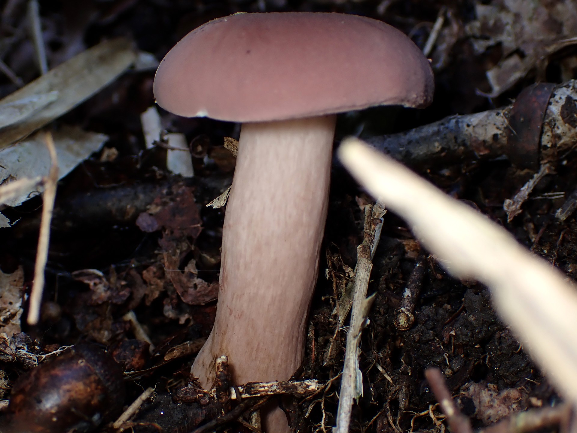 イグチの仲間 の高画質写真です。横浜市で、2024年9月7日に撮影したものです。