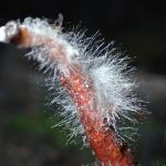 カエンタケから出たカビ の高画質写真です。横浜市で、2024年9月18日に撮影したものです。