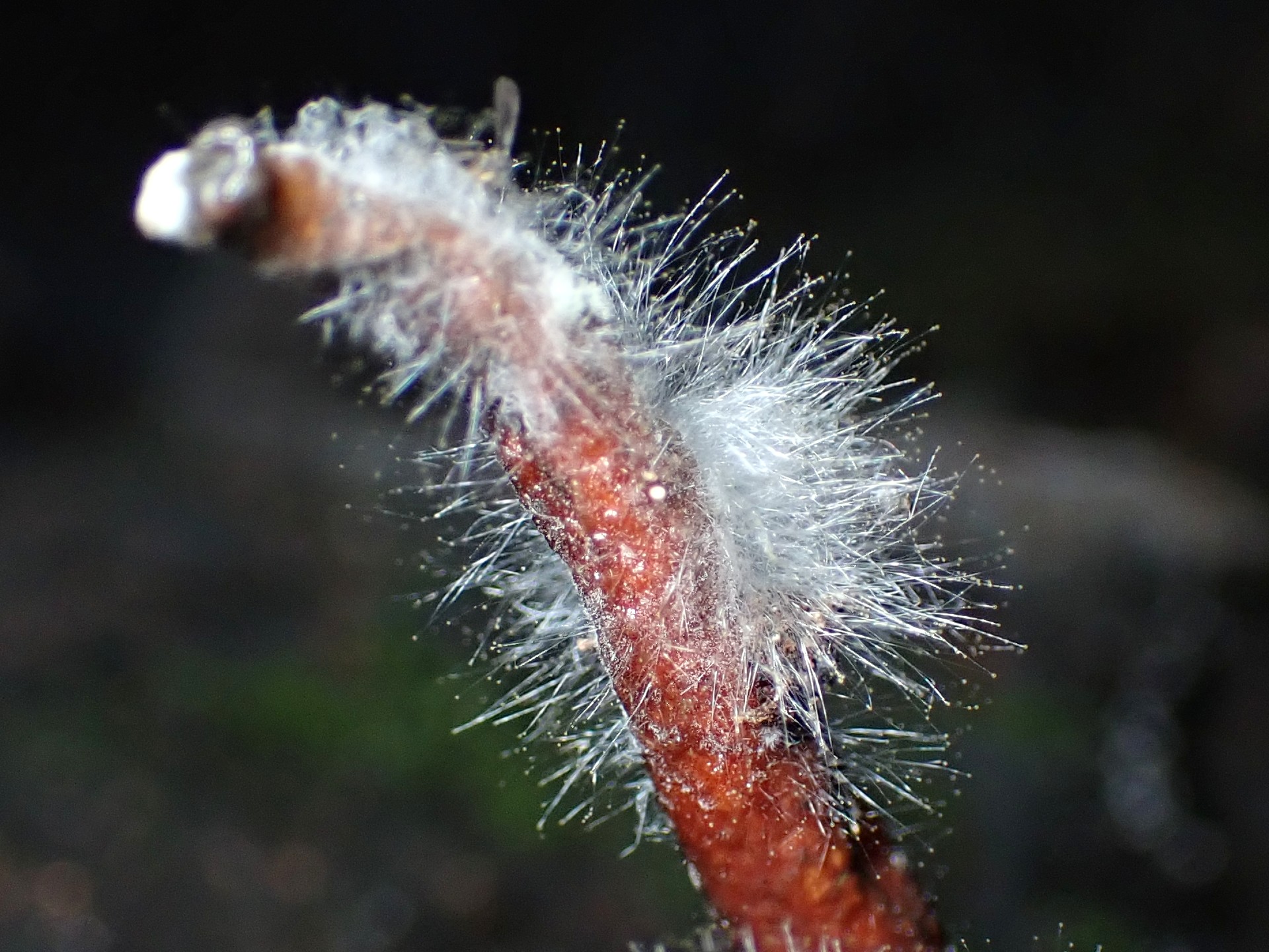 カエンタケから出たカビ の高画質写真です。横浜市で、2024年9月18日に撮影したものです。