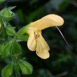 キバナアキギリ の高画質写真です。横浜市で、2024年9月18日に撮影したものです。