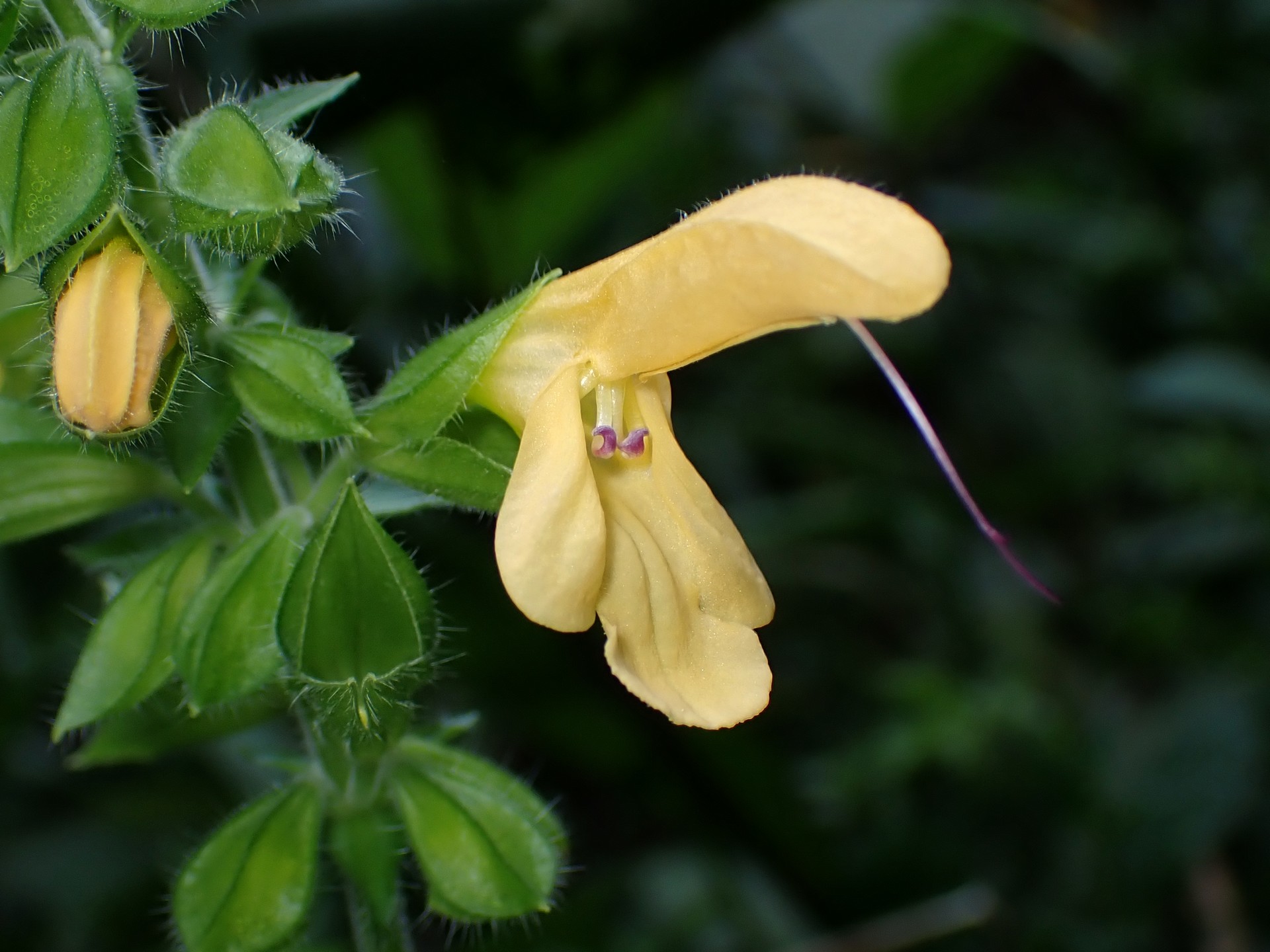 キバナアキギリ の高画質写真です。横浜市で、2024年9月18日に撮影したものです。