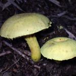 キイロイグチ の高画質写真です。横浜市で、2024年9月12日に撮影したものです。