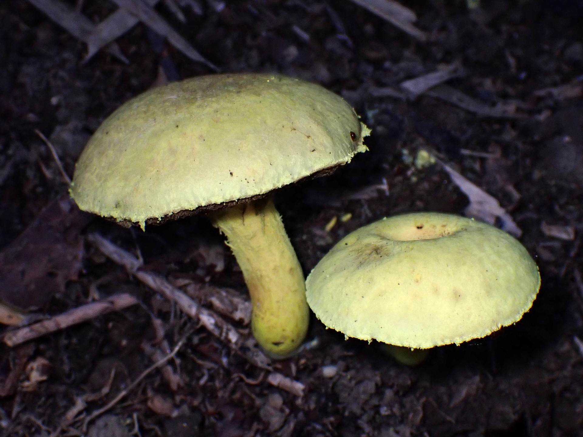 キイロイグチ の高画質写真です。横浜市で、2024年9月12日に撮影したものです。