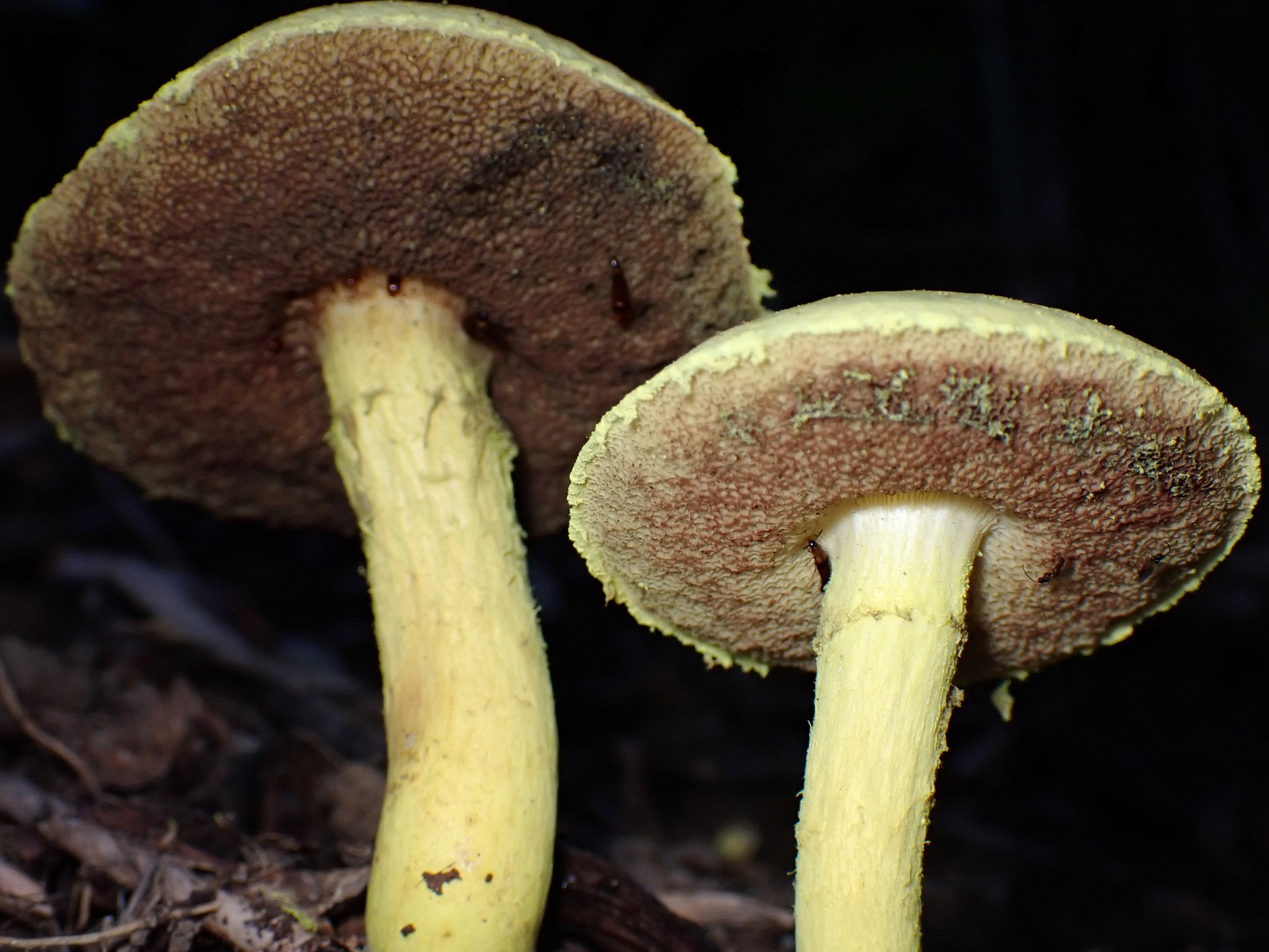 キイロイグチ の高画質写真です。横浜市で、2024年9月12日に撮影したものです。